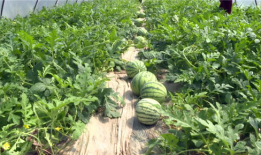 临夏吃瓜爆料最新事件,最新事件引发热议，真相究竟如何？”